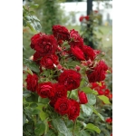 Highgrove (Хайгроув)